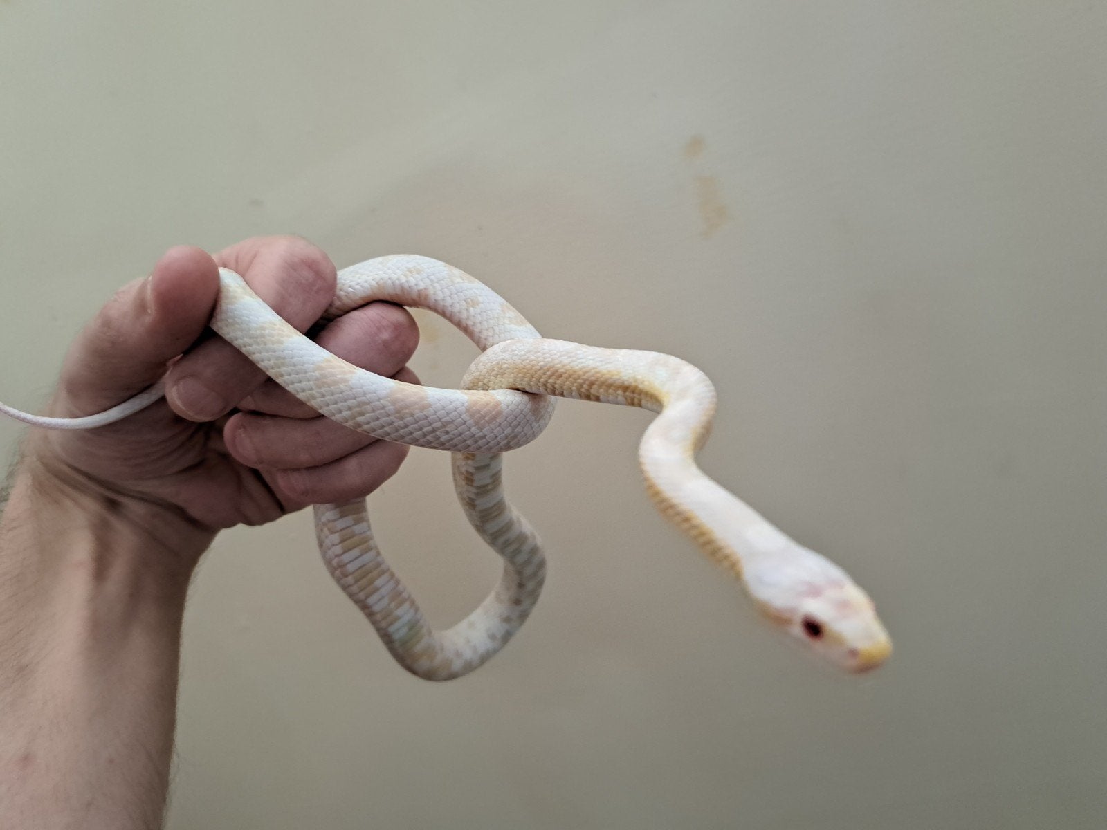 korenslang, Dieren en Toebehoren, Slang, 0 tot 2 jaar