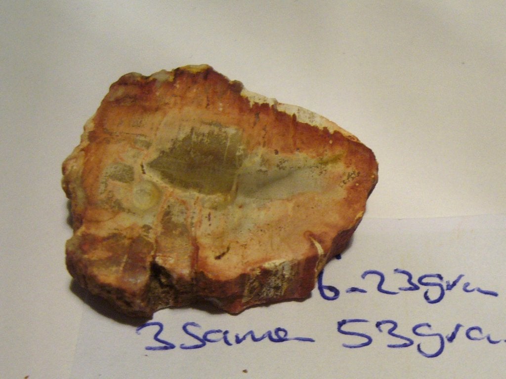 versteend hout schijf petrified wood 16 of 23 gram boomstam, Ophalen of Verzenden, Mineraal
