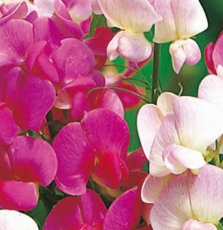 Lathyrus latifolius, Pearl mix, vast, Ophalen of Verzenden, Volle zon, Zaad