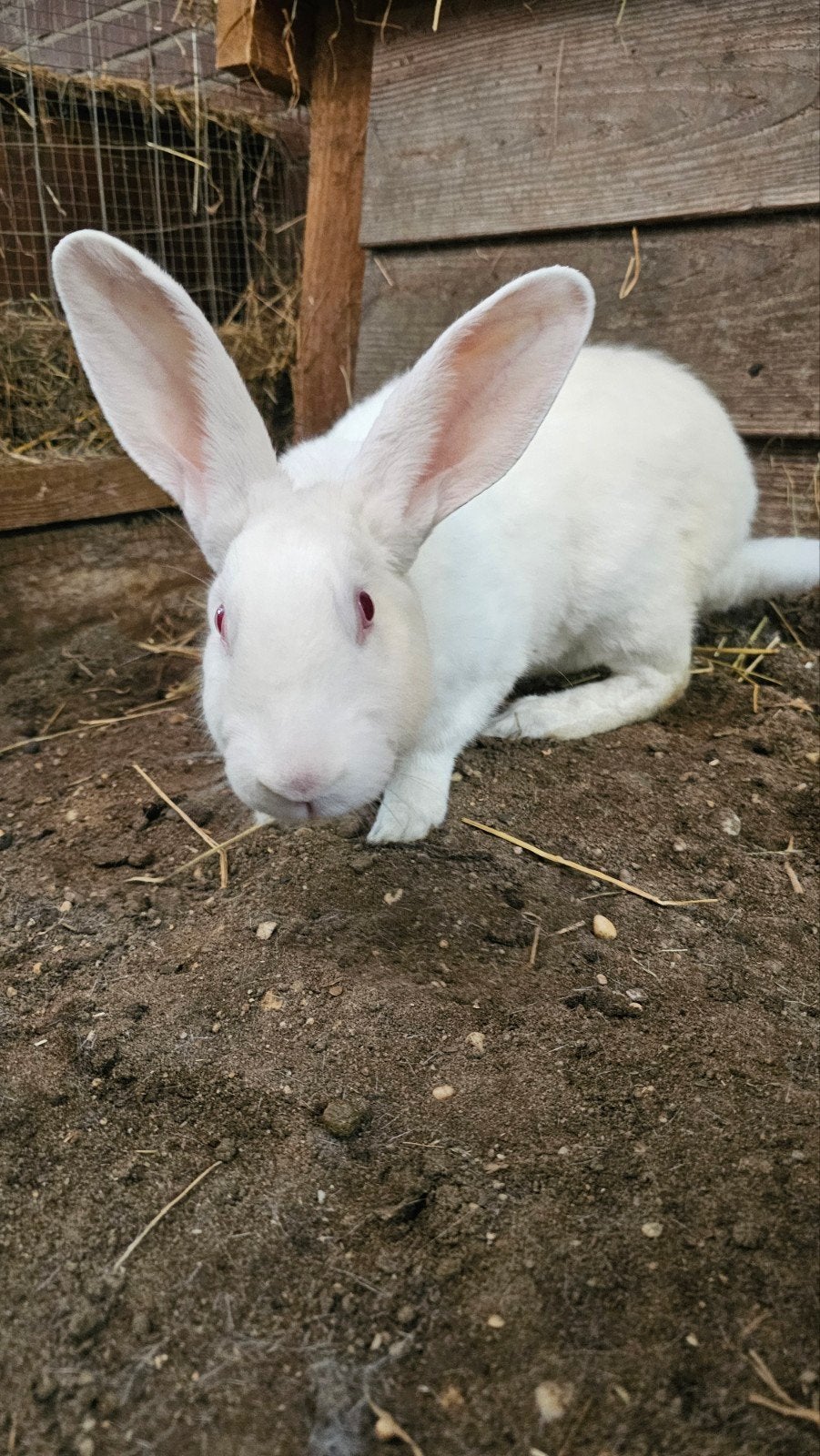 Lief, spierwit konijn te koop aangeboden., Dieren en Toebehoren, Konijnen, Mannelijk