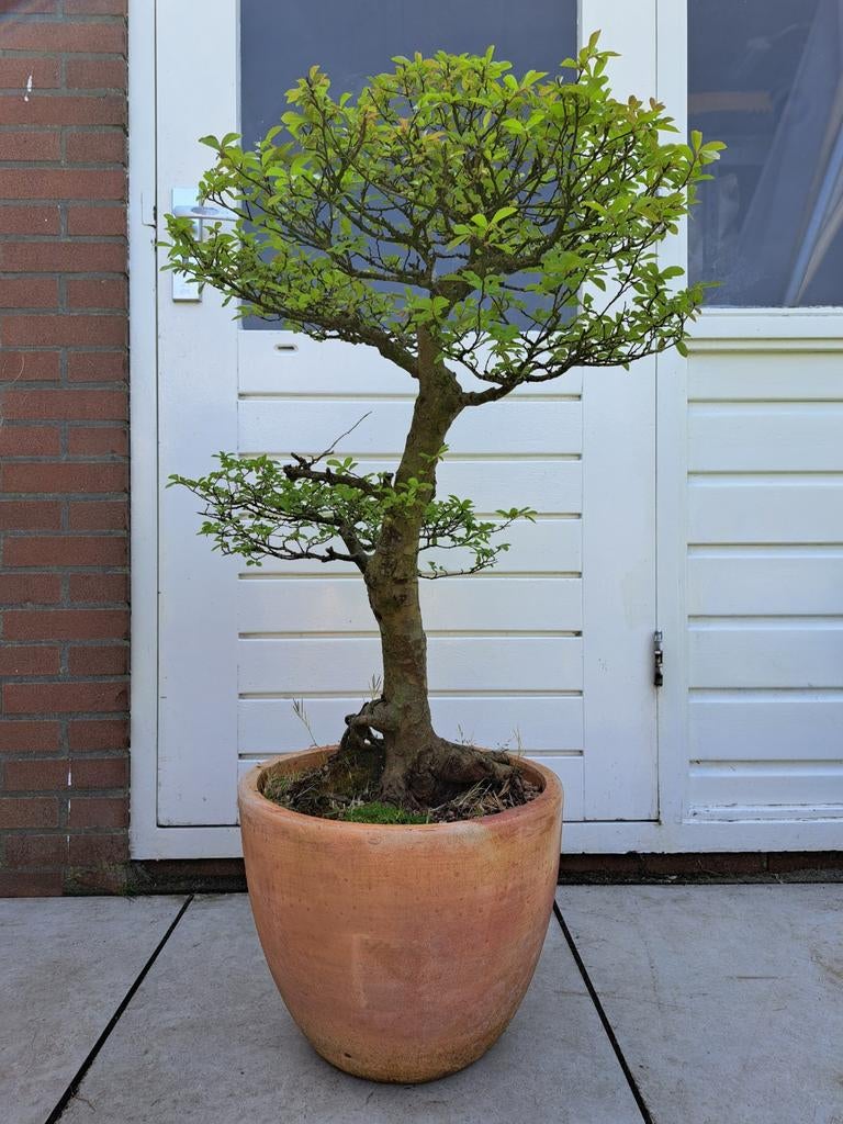 Grote Zelkova Tuinbonsai - Prachtige Buiten Bonsai, Ophalen