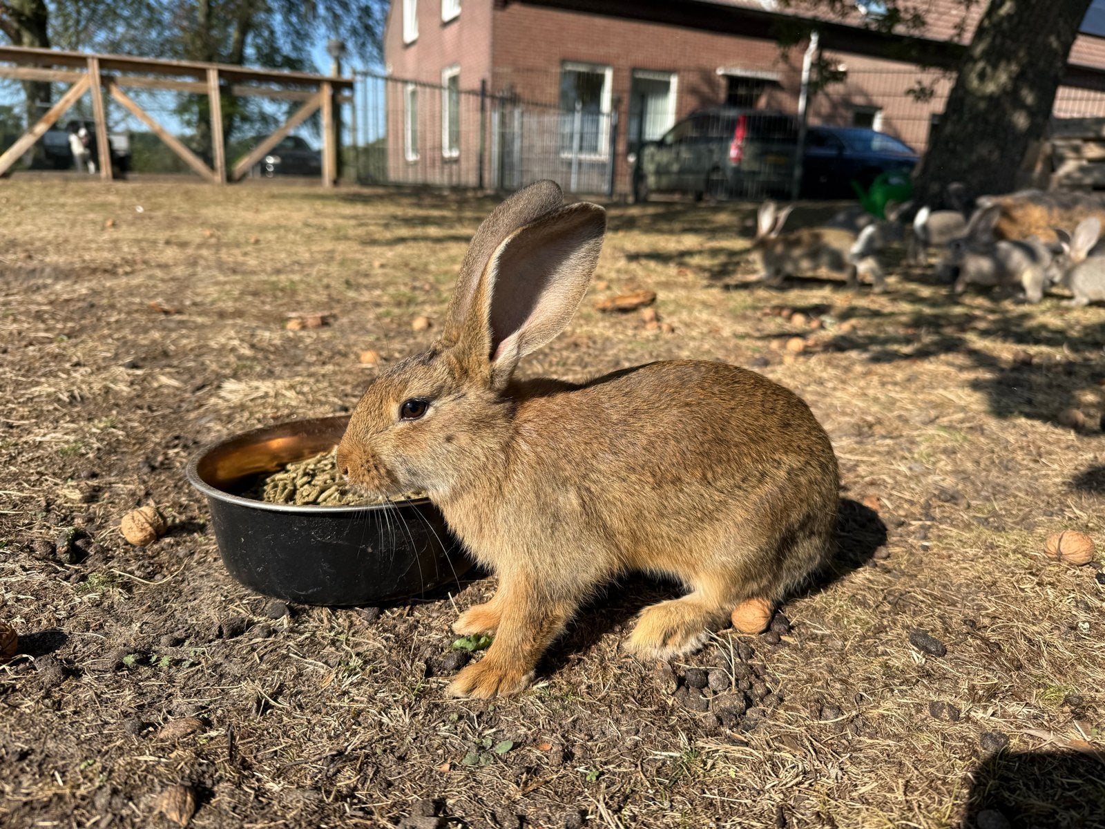Lotharinger X vlaamse reus., Dieren en Toebehoren, Meerdere dieren, Middelgroot, 0 tot 2 jaar