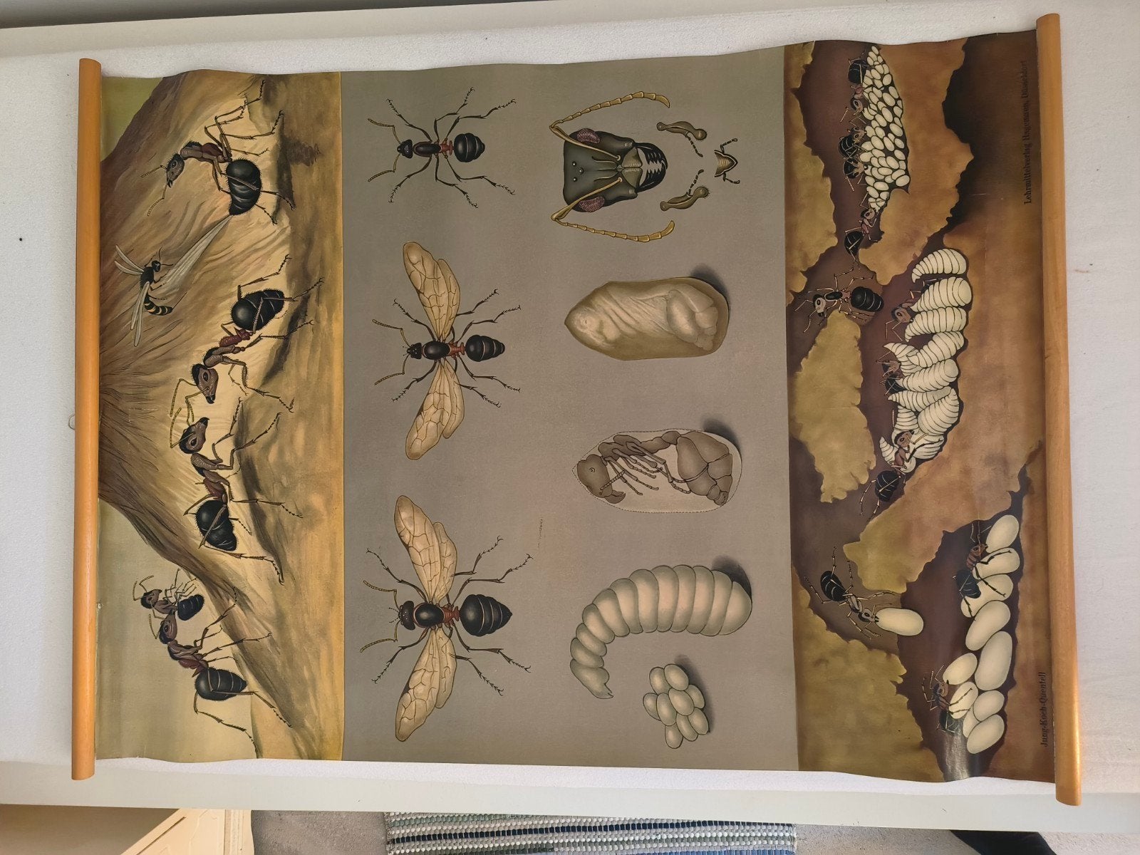 Originele Jung-Koch-Quentell schoolplaat (dierkunde), nr 35, Ophalen, Natuur en Biologie