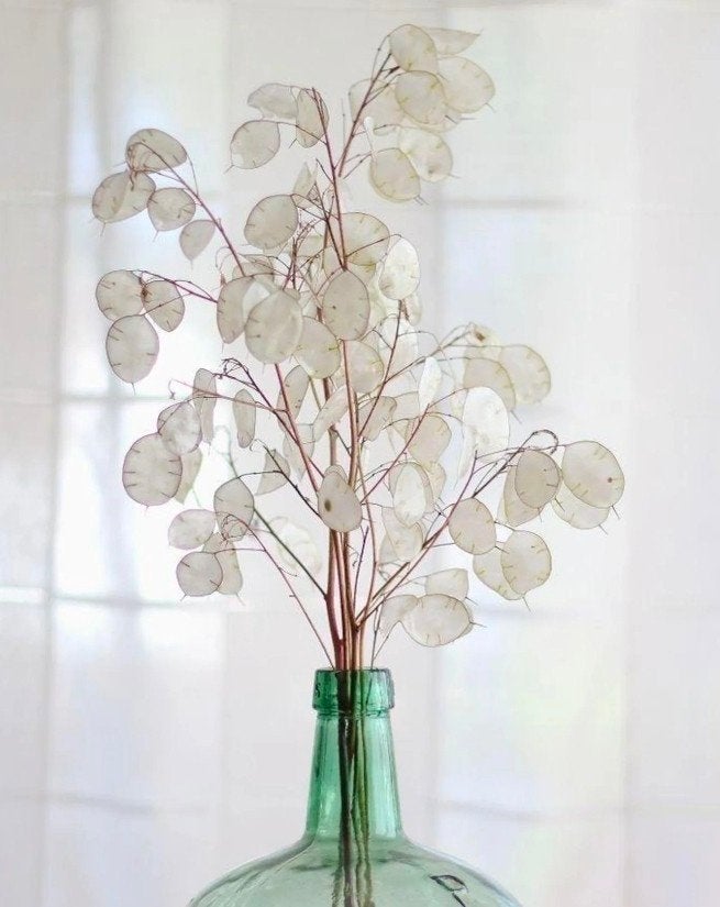 droogbloemen judaspenning lunaria siergras Herfstdecoratie, Ophalen, Nieuw