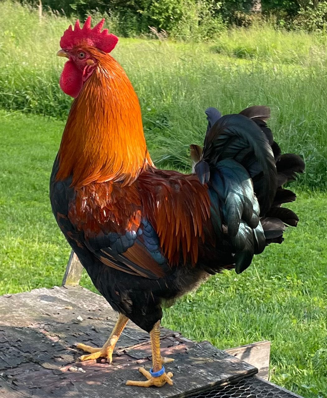 Welsumer Haan, Dieren en Toebehoren, Meerdere dieren, Kip