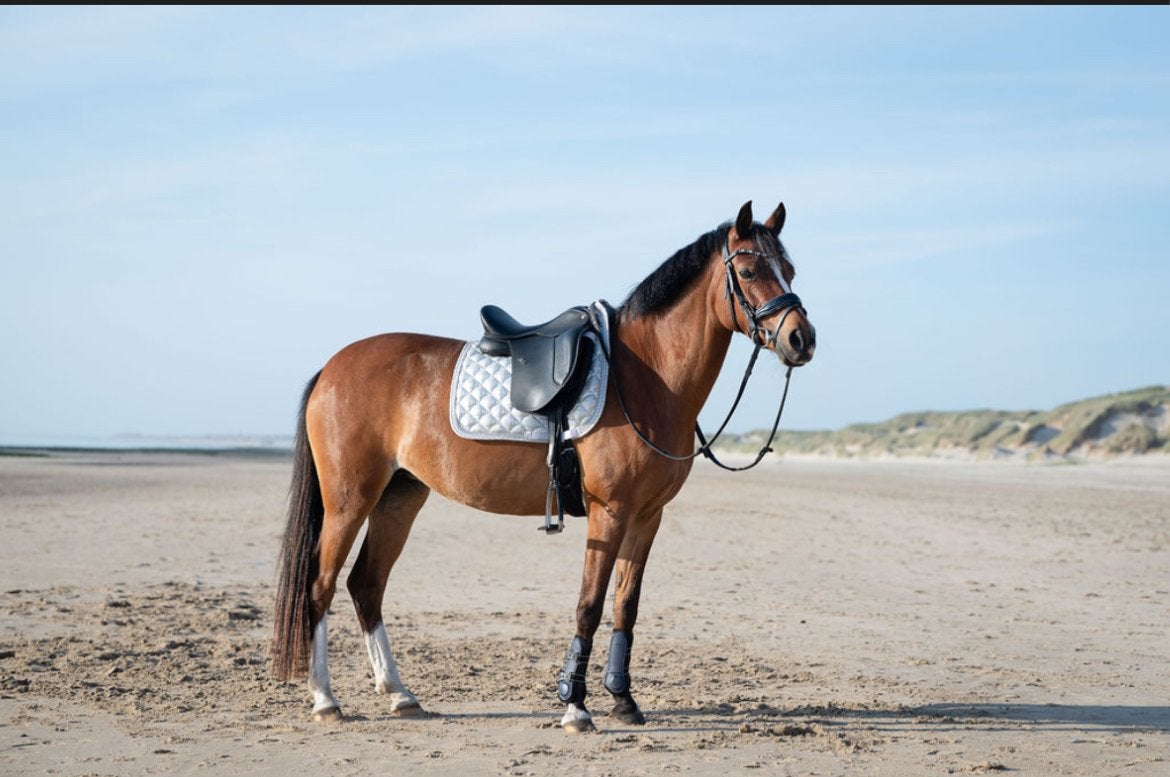 Knappe allround pony, Dieren en Toebehoren, Pony's, Merrie, L, D pony (1.37m tot 1.48m), 11 jaar of ouder