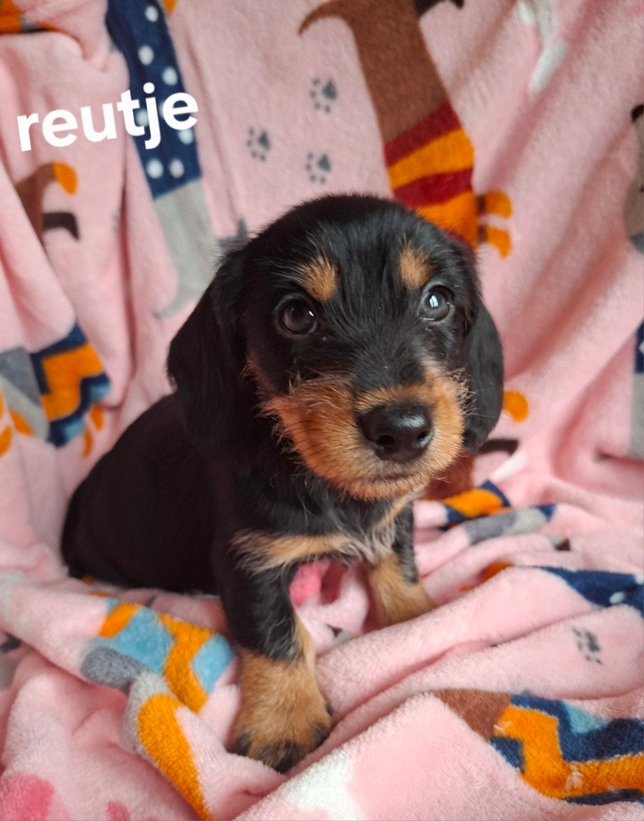 Prachtige & Sociale Dwergteckel Pups, Dapple & Black /tan, Dieren en Toebehoren, 8 tot 15 weken, Korthaar, Dwerg, CDV (hondenziekte)