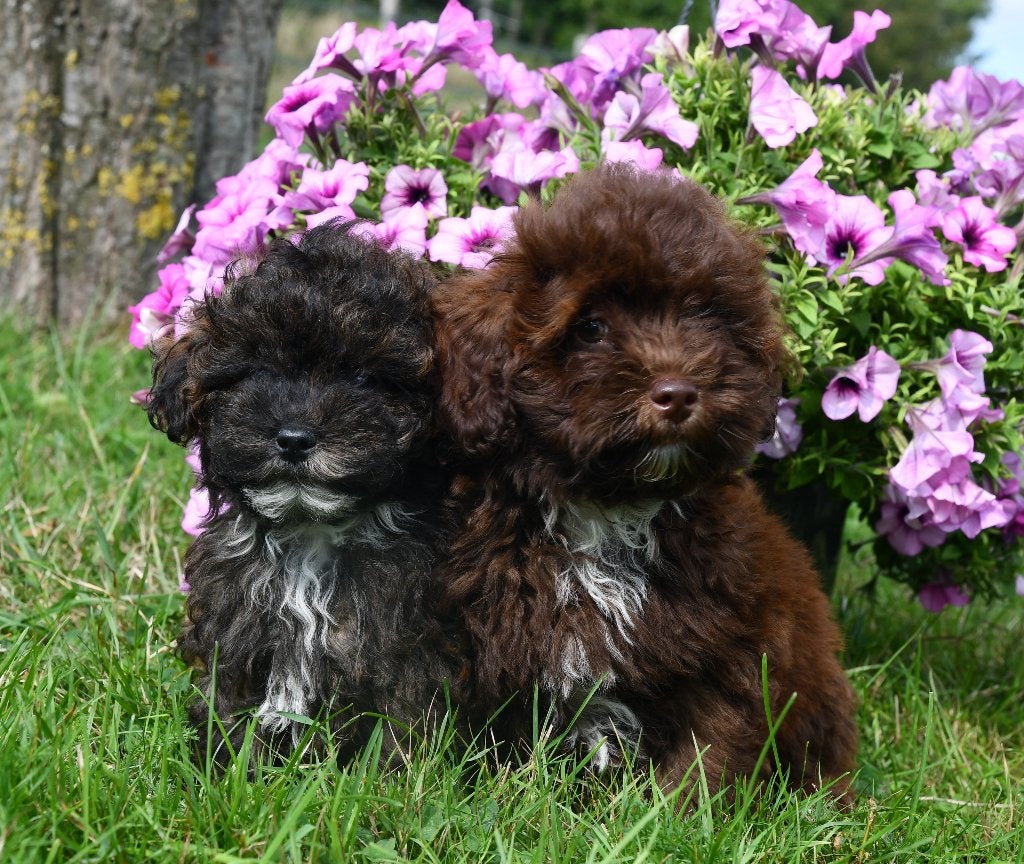 Mooie Boomer X Toypoedel(Toy Doodle) pups uit geteste ouders, Nederland, CDV (hondenziekte), 8 tot 15 weken, Meerdere