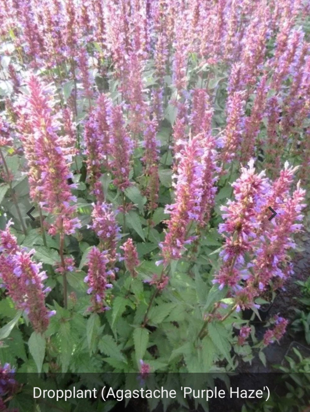 Agestache ‘purple haze’, Ophalen, Overige soorten, Volle zon