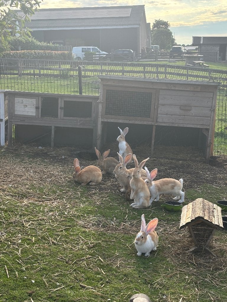 Jonge Vlaamse reuzen, Dieren en Toebehoren, Meerdere dieren, Groot, 0 tot 2 jaar