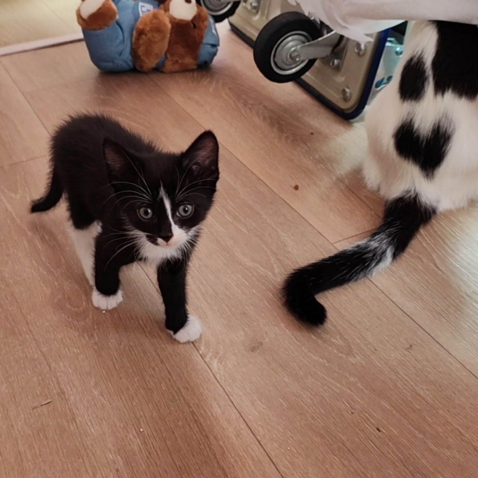 5 x Super Sociale Kittens (Tuxedo & Turkse Van), Meerdere dieren