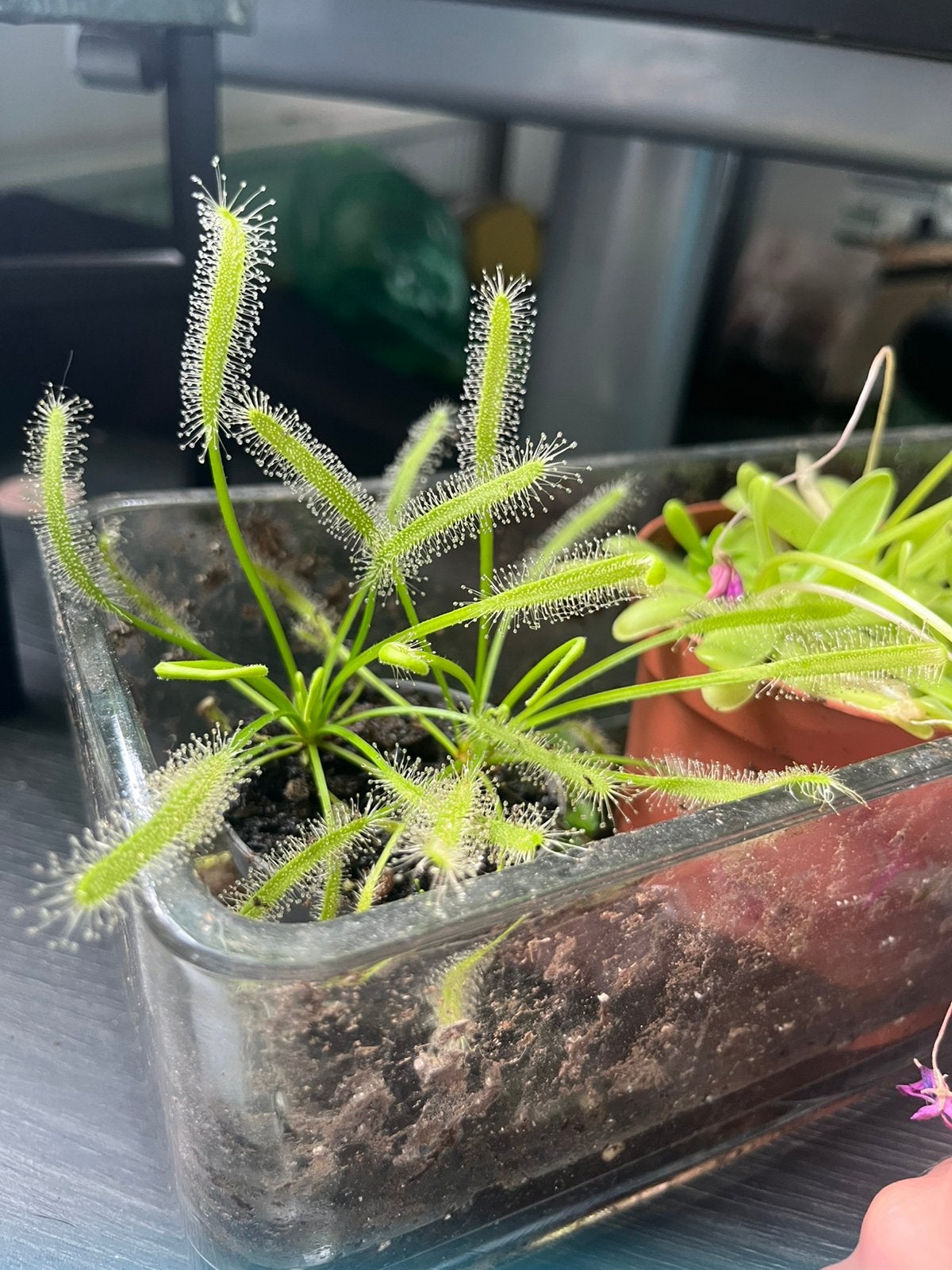 Mooie Drosera capensis alba vleesetende plant sundew groen, Overige soorten, Ophalen of Verzenden, Minder dan 100 cm, Volle zon