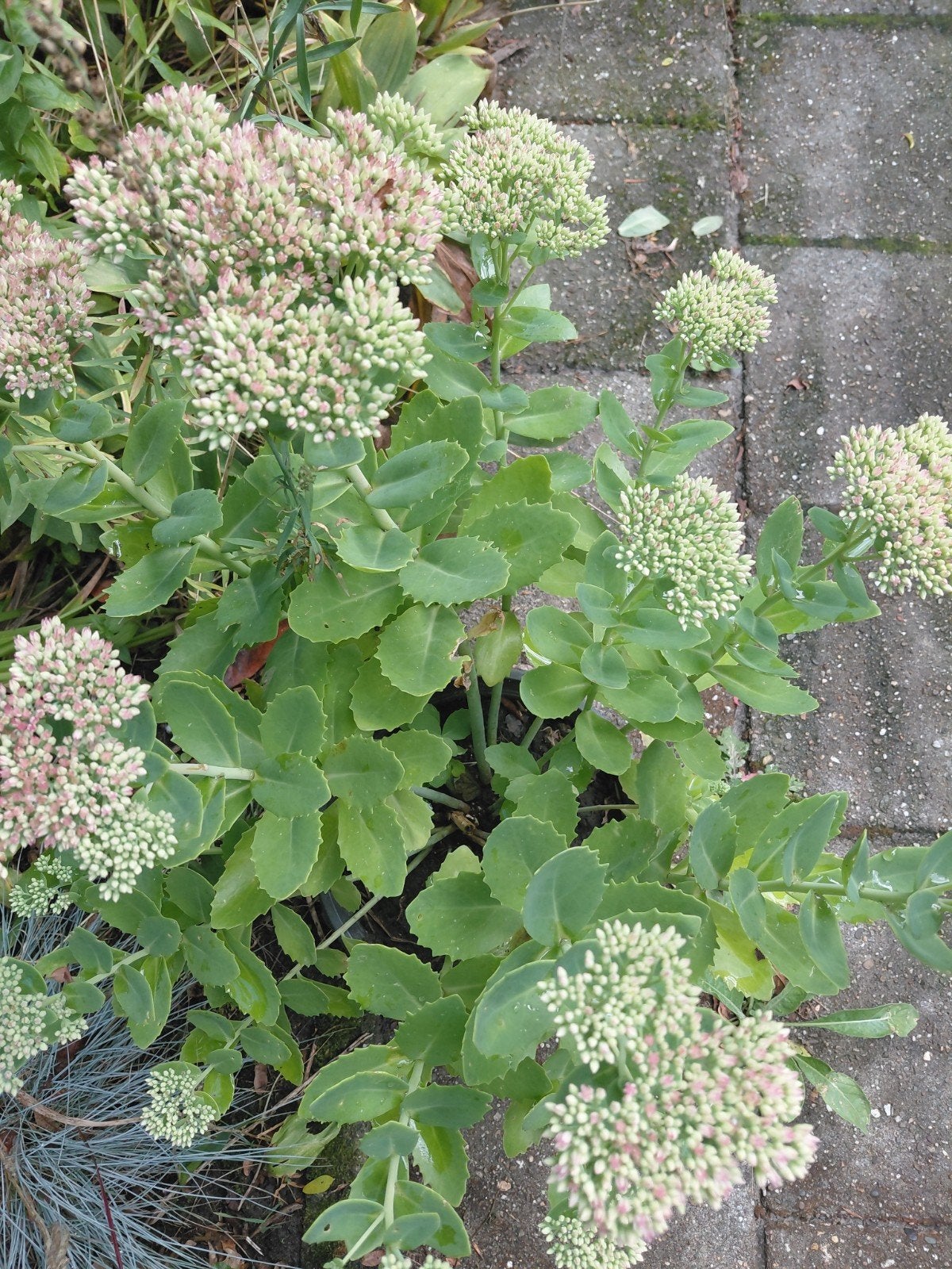 Vetkruid (Sedum)  hemelsleutel, Tuin en Terras, Ophalen, Volle zon