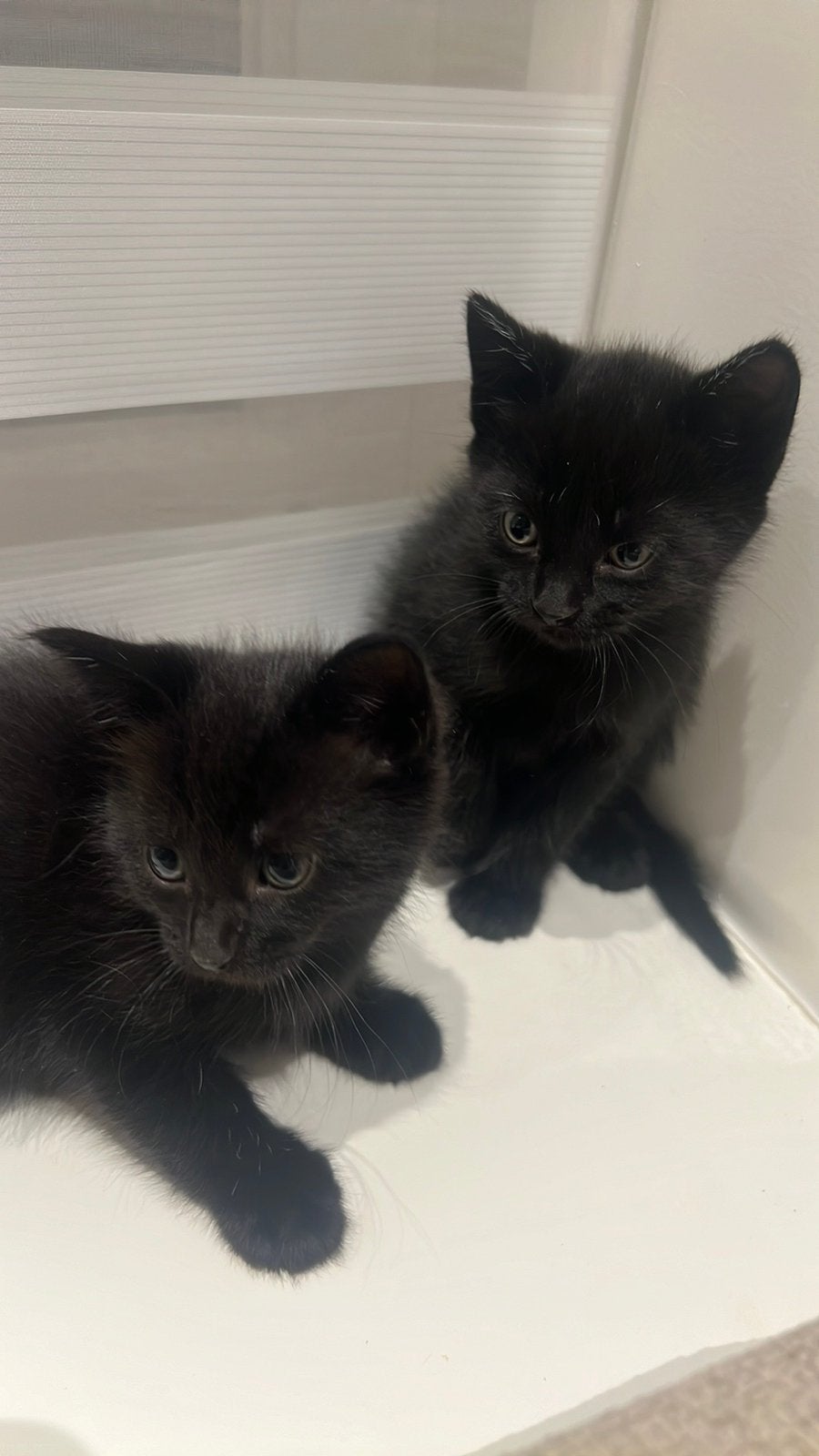 Lieve kittens die een huisje zoeken, 0 tot 2 jaar