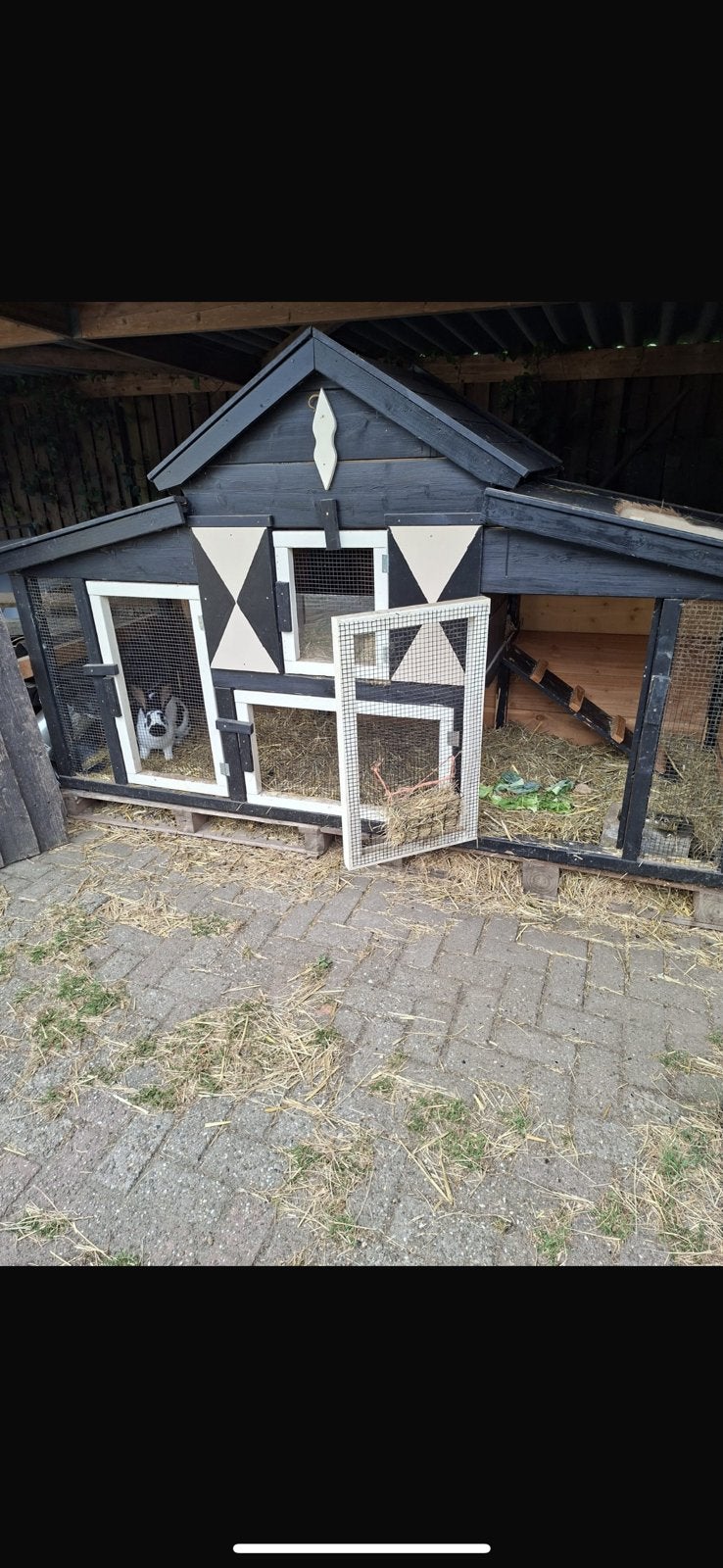 Lotharinger voedster eventueel met hok, Vrouwelijk, Groot, 0 tot 2 jaar