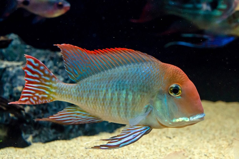 koppel tapajos zuid amerikaanse cichlide 15cm, Dieren en Toebehoren, Vissen | Aquariumvissen, Vis, Zoetwatervis