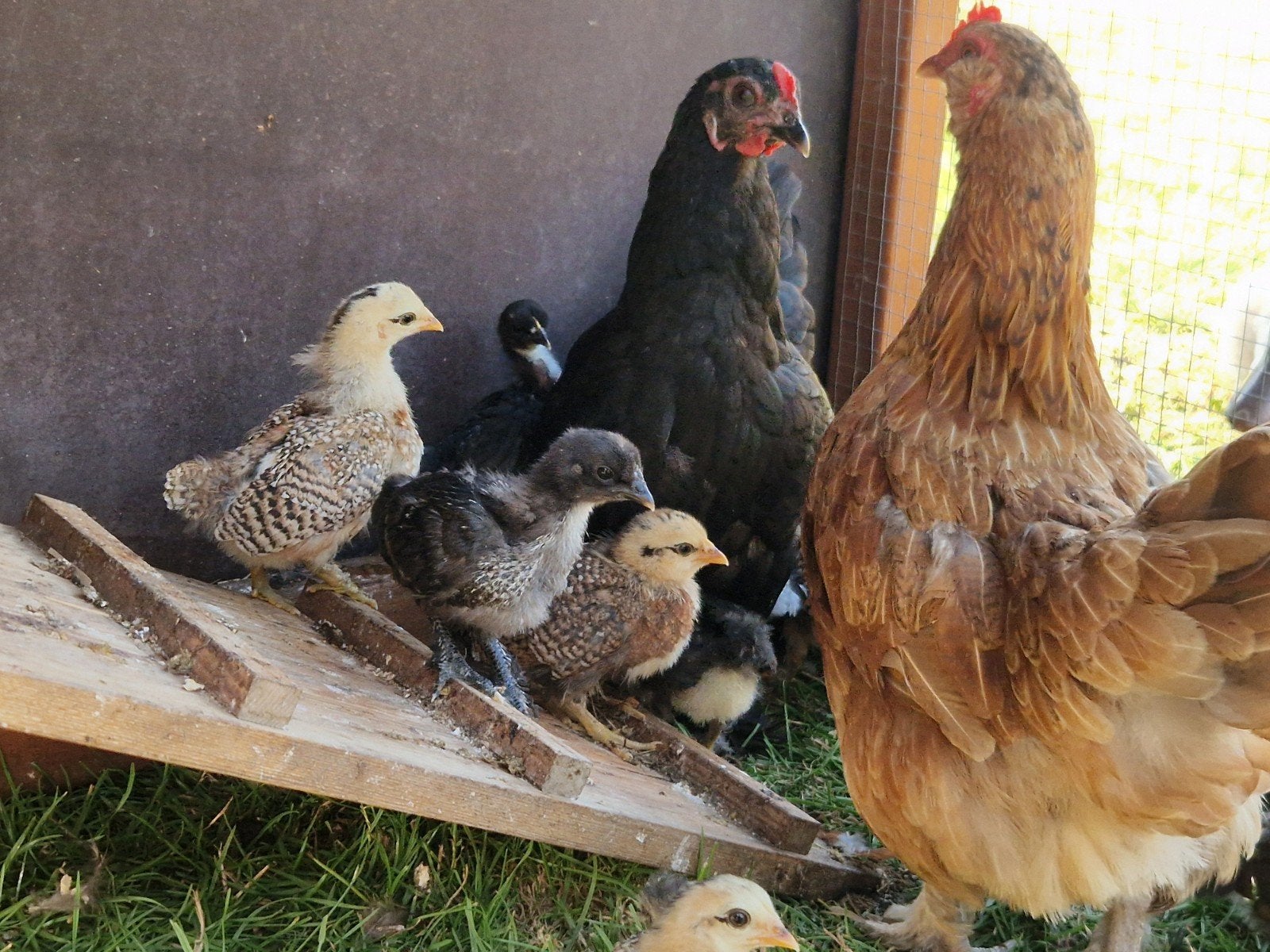 Leuke jonge kippen en kuikens om tam te maken, Dieren en Toebehoren, Pluimvee, Meerdere dieren, Kip
