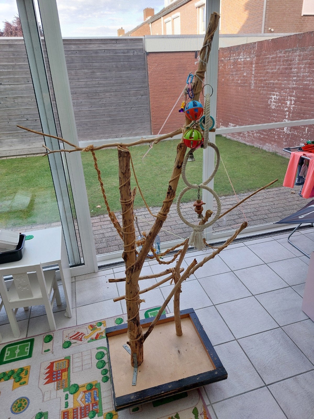 Dwergpapegaaien boom inclusief speeltjes, Mannelijk, Parkiet