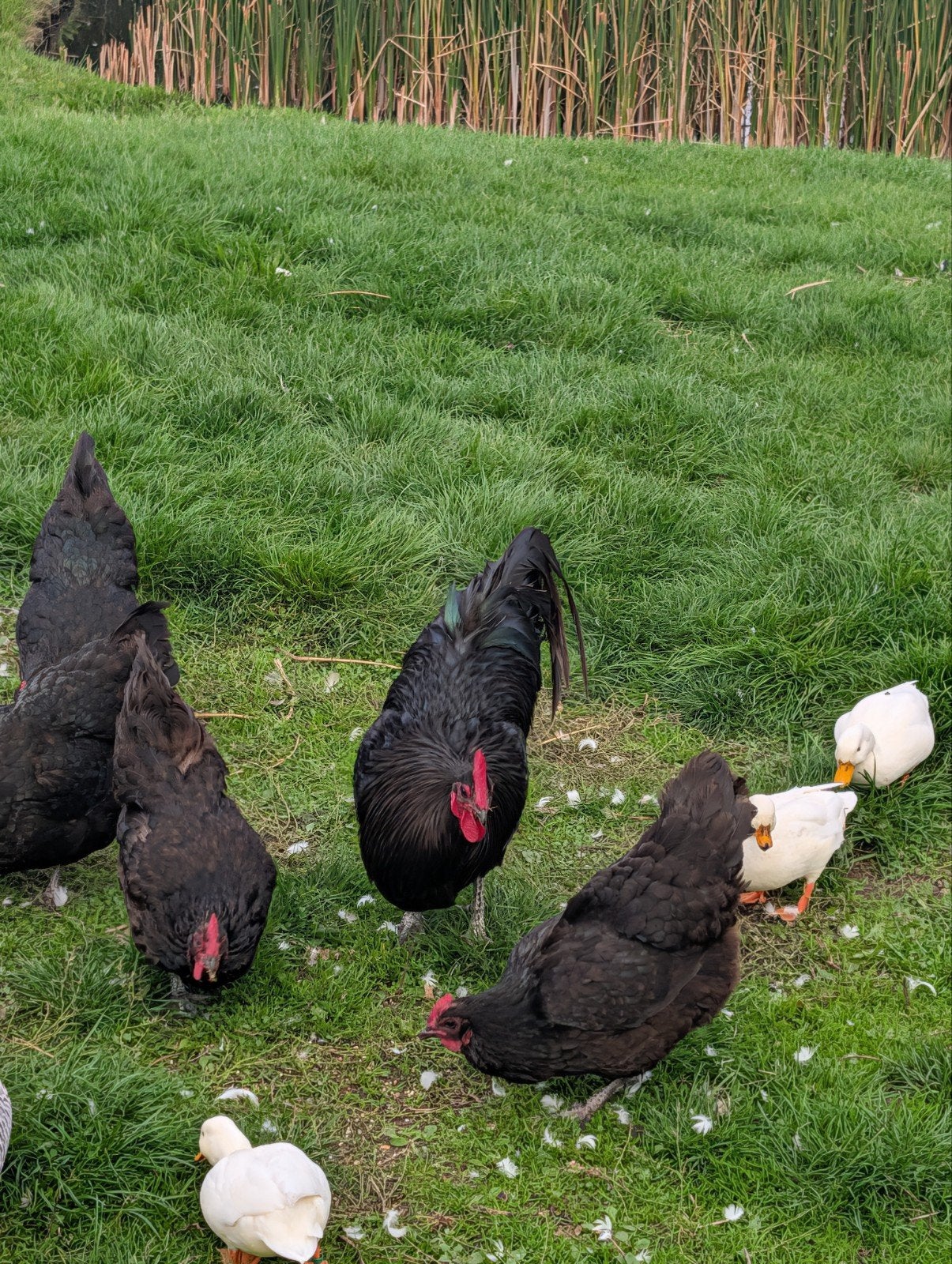 Australorp kippen, Dieren en Toebehoren
