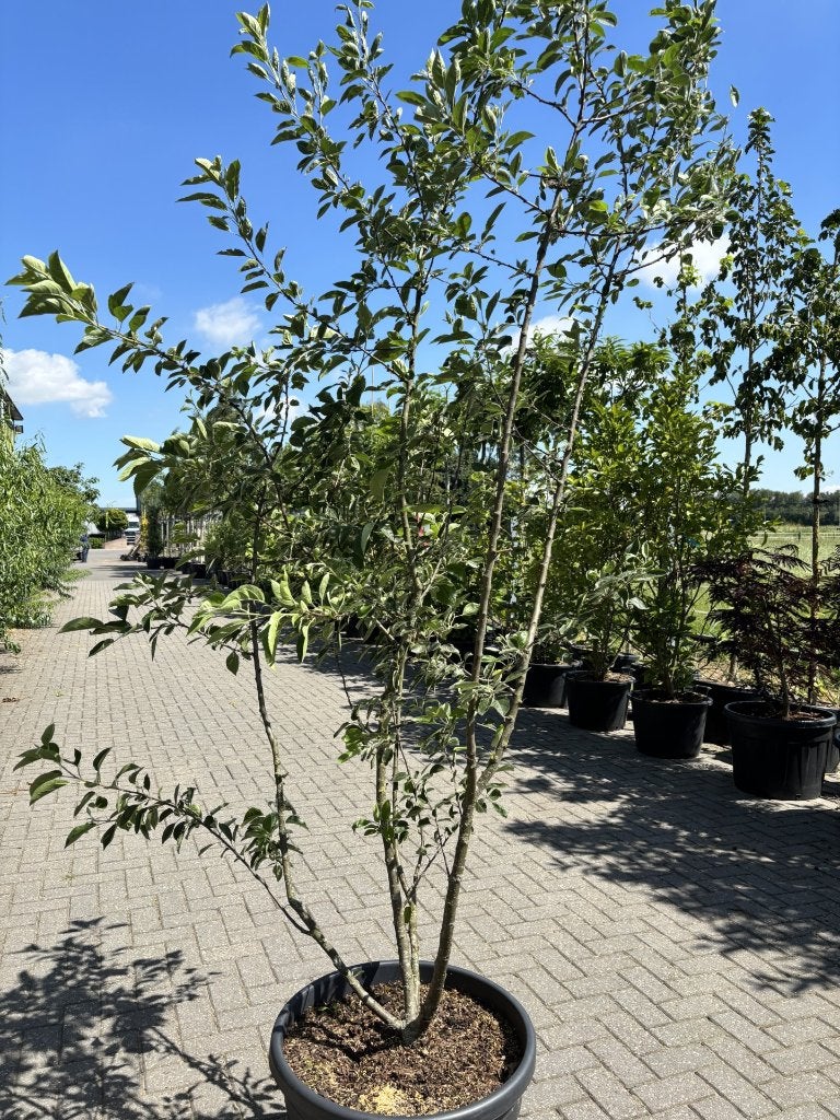 Malus ‘Evereste’ 250/300 cm | Meerstammige sierappel, Tuin en Terras, Planten | Bomen, In pot, Halfschaduw, Lente, 250 tot 400 cm