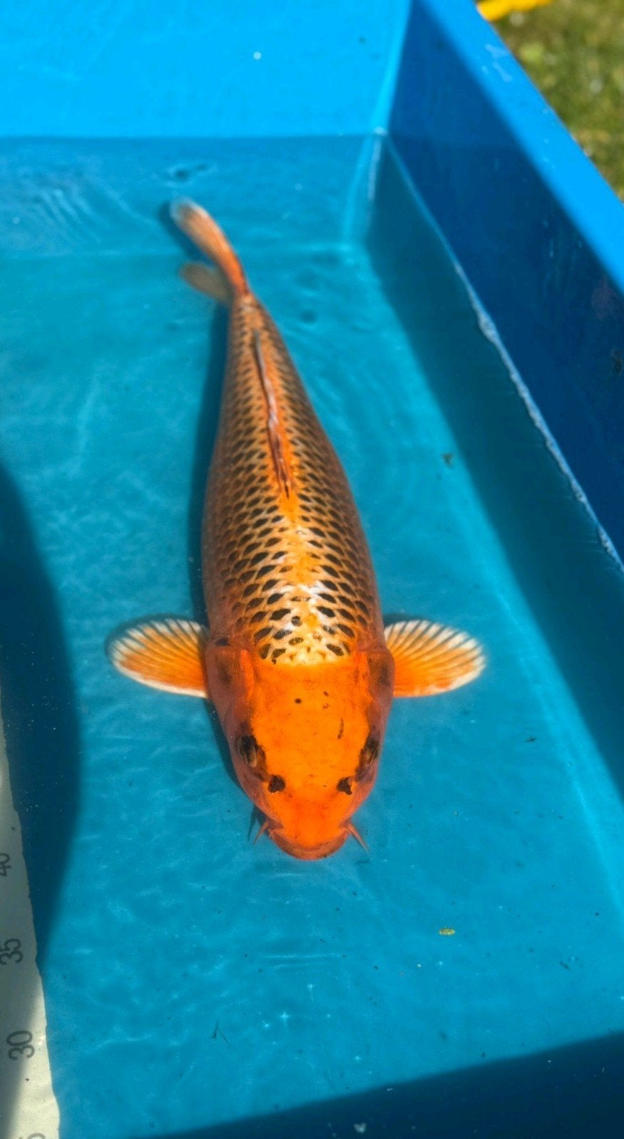 Koi matsuba, Dieren en Toebehoren, Vissen | Vijvervissen, Karper of Koi