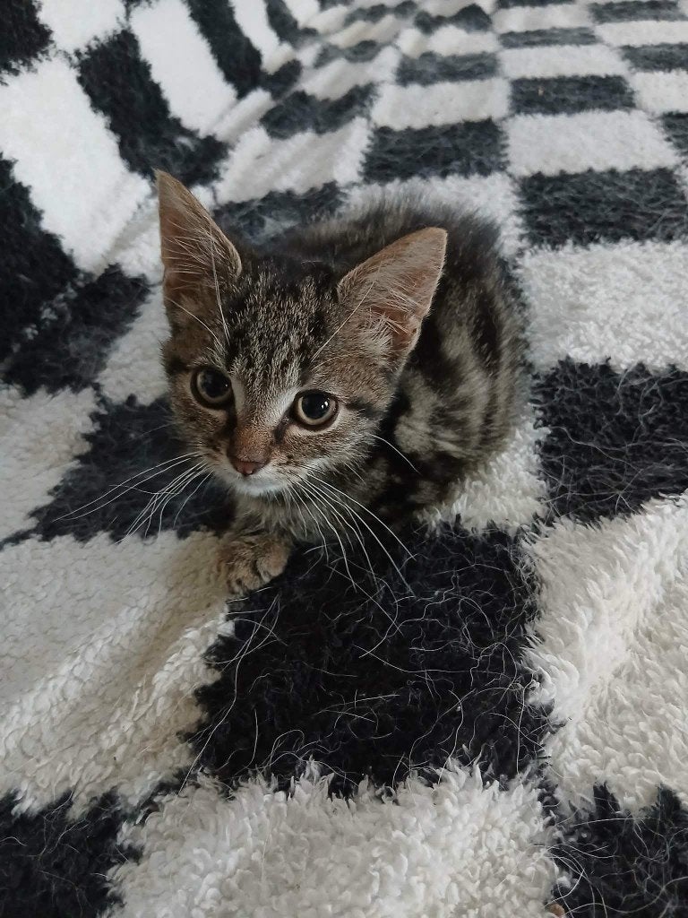 kittens, Meerdere dieren, Kortharig, 0 tot 2 jaar