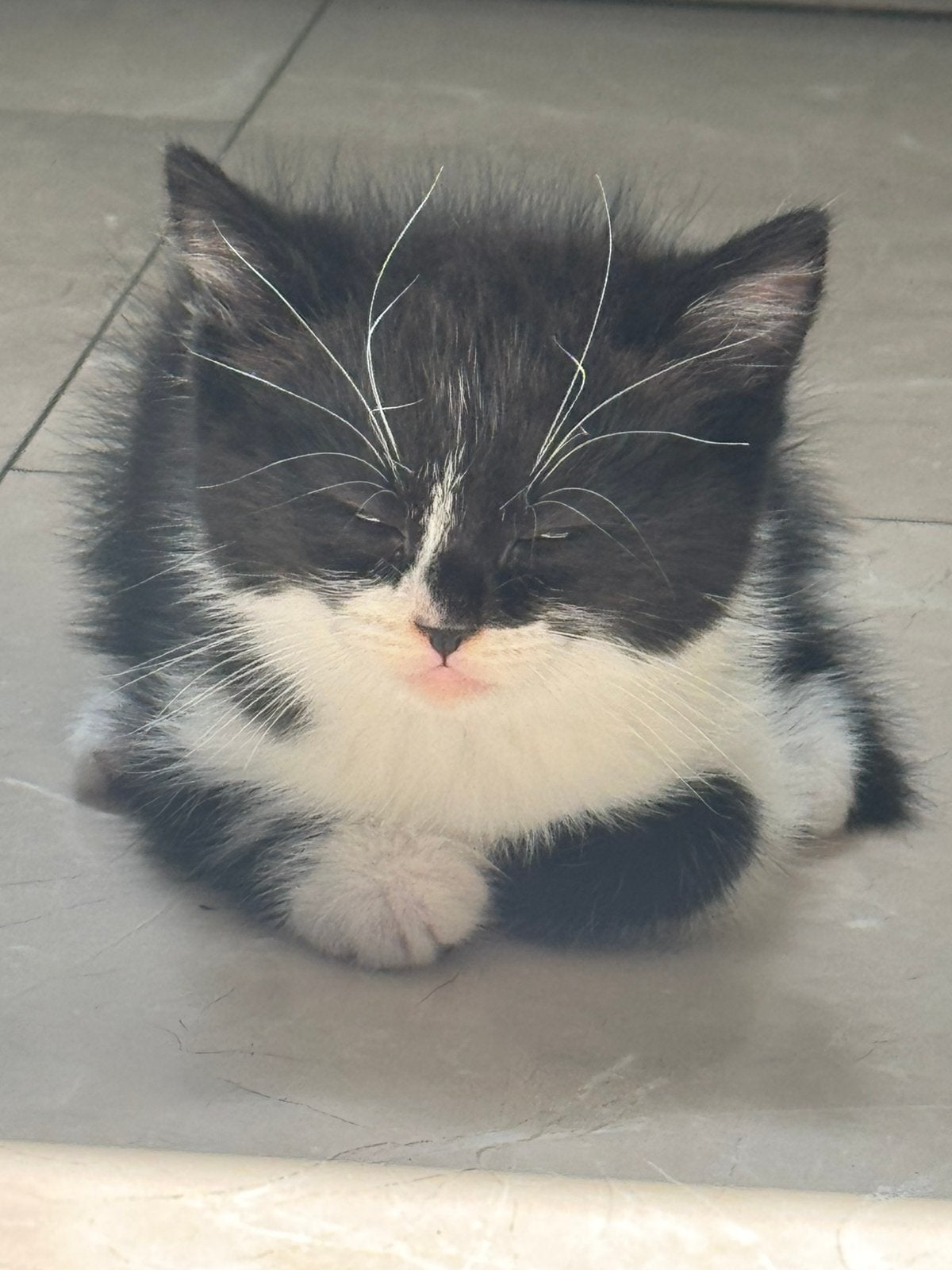 Britse korthaar kitten mag verhuizen, Dieren en Toebehoren, Katten en Kittens | Overige Katten, Meerdere dieren