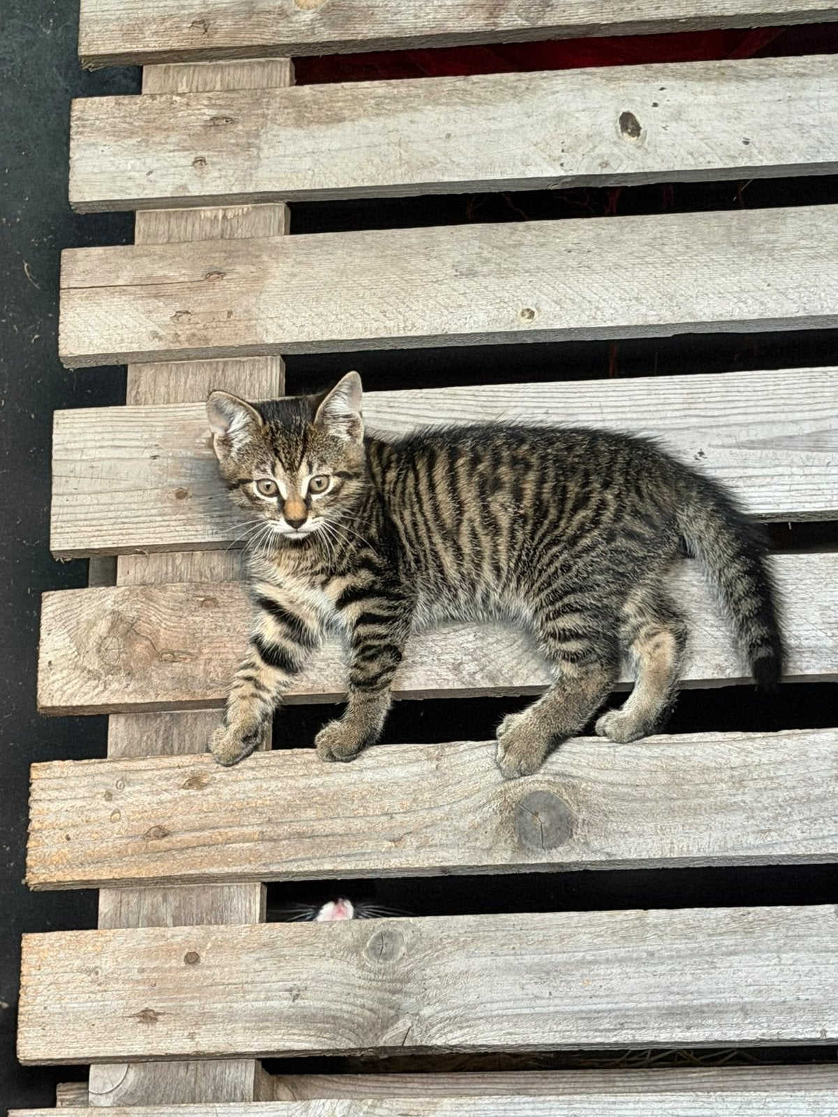 Boerderij kittens, Meerdere dieren