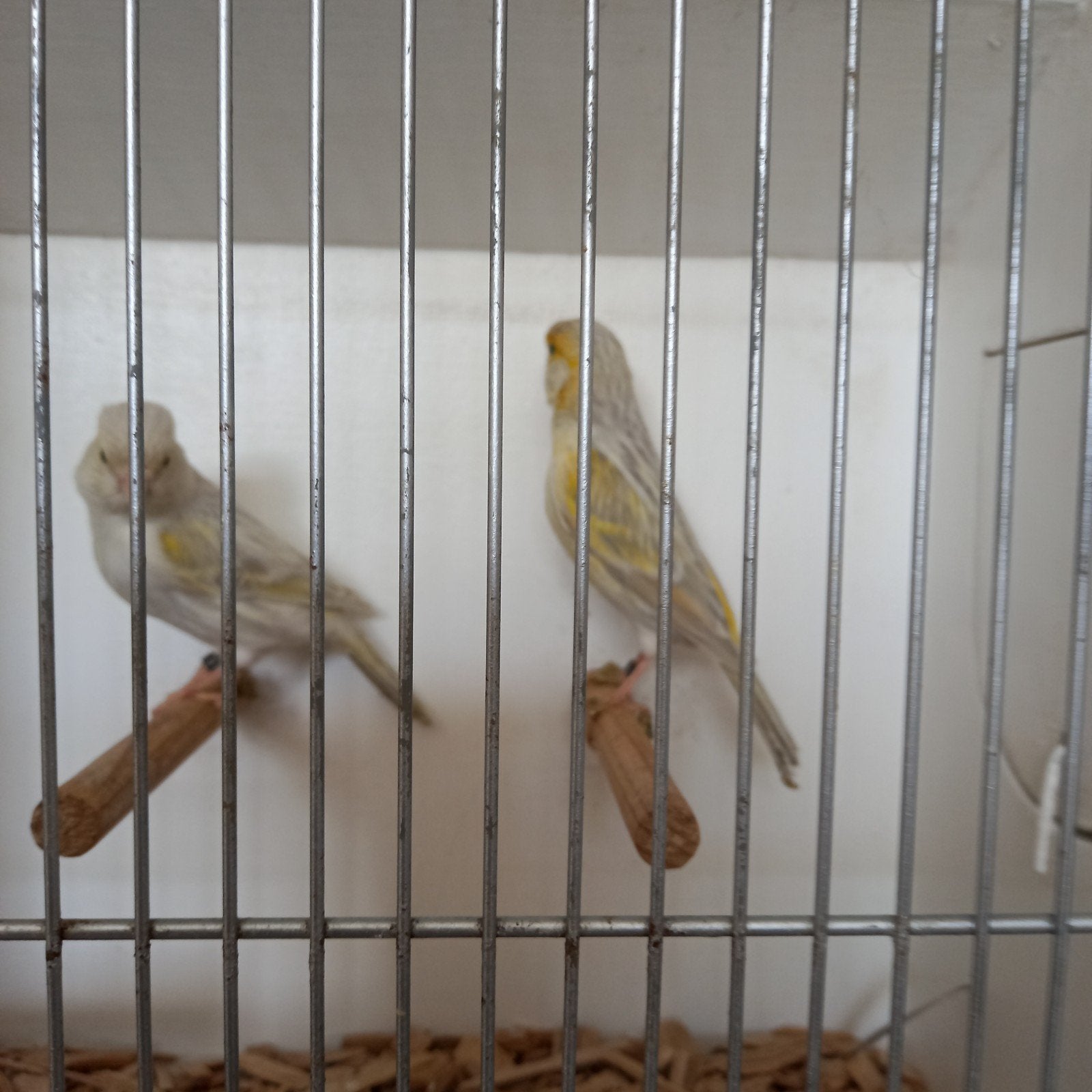 Koppel agaat geel mozaiek van 2025, Dieren en Toebehoren, Vogels | Kanaries, Meerdere dieren, Kleurkanarie