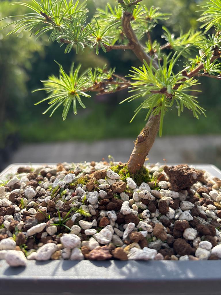 Jonge Larix Bonsai - Ideaal voor beginners, Volle zon, Vaste plant, Bloeit niet, Ophalen