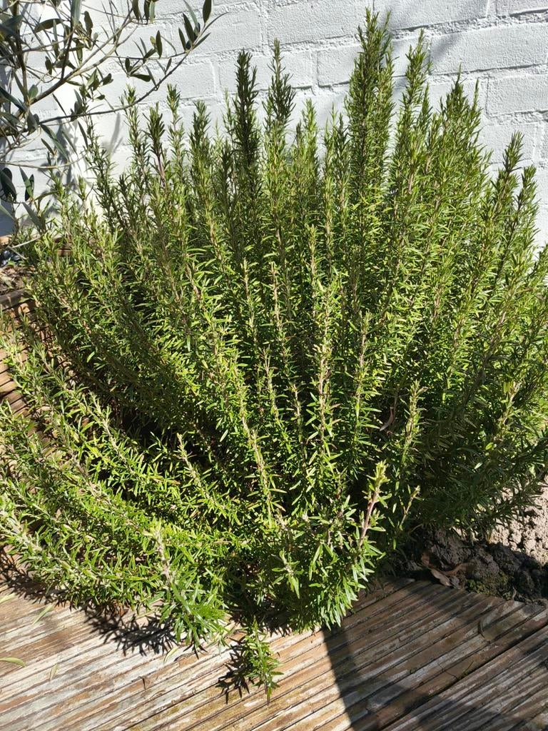 Gratis rozemarijn: zelf knippen, Tuin en Terras, Planten | Tuinplanten, Volle zon, Vaste plant, Ophalen of Verzenden, Kruiden