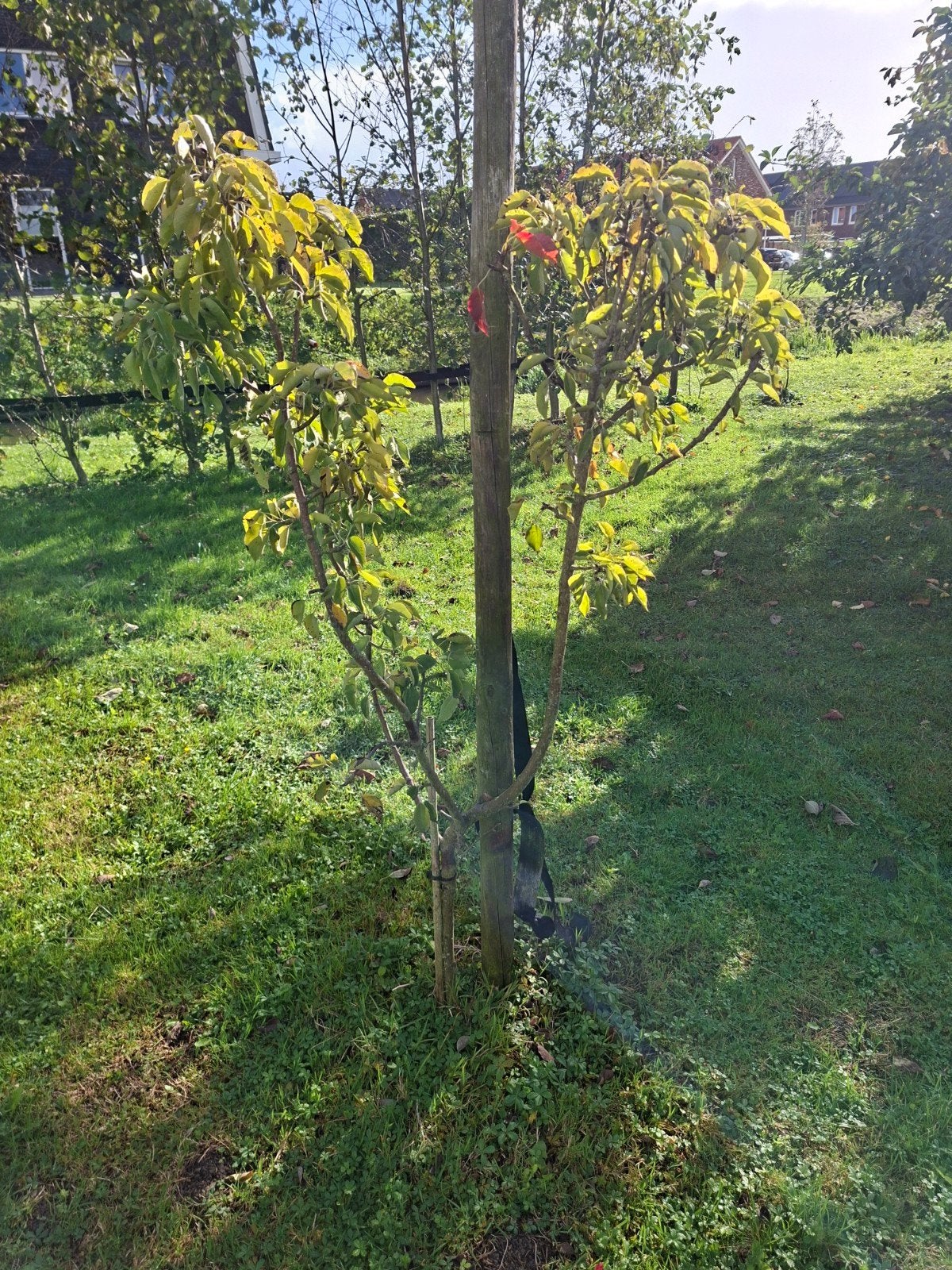 2 stuks jonge fruitbomen te koop , Gieser Wildeman stoofpeer, Ophalen, Lente, Overige soorten, Volle zon