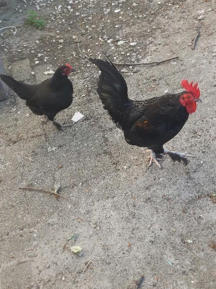 Koppel zwarte krielen, Dieren en Toebehoren, Pluimvee, Meerdere dieren, Kip