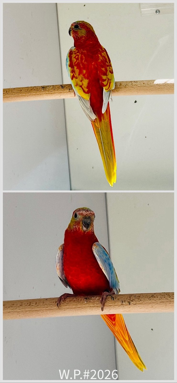 Turquoisine parkiet, Dieren en Toebehoren, Mannelijk, Parkiet, Geringd