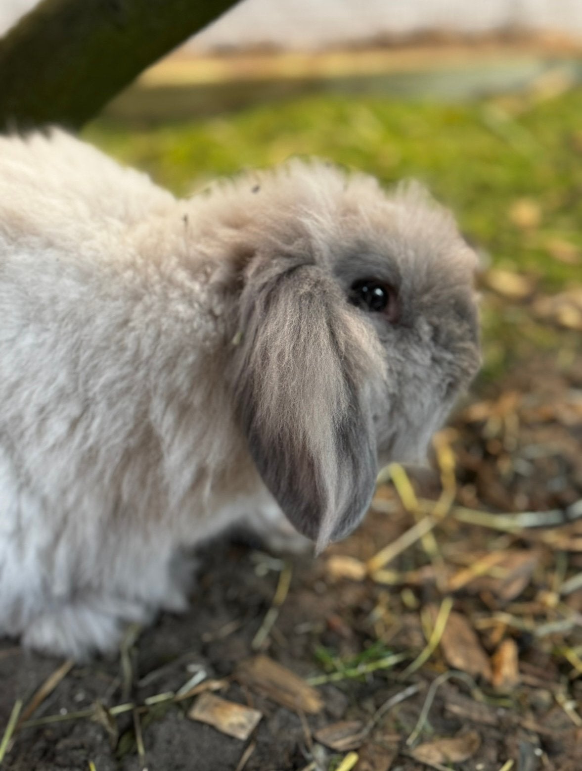 European Teddywidder, Dieren en Toebehoren, Konijnen, Vrouwelijk
