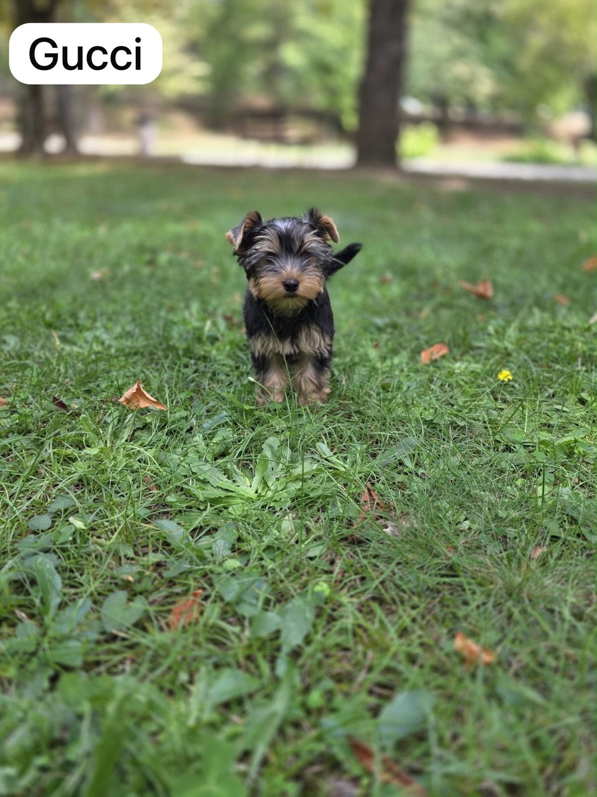 Yorkshire terriër pups, Dieren en Toebehoren, Yorkshire Terriër, 15 weken tot 1 jaar, Meerdere, Meerdere dieren
