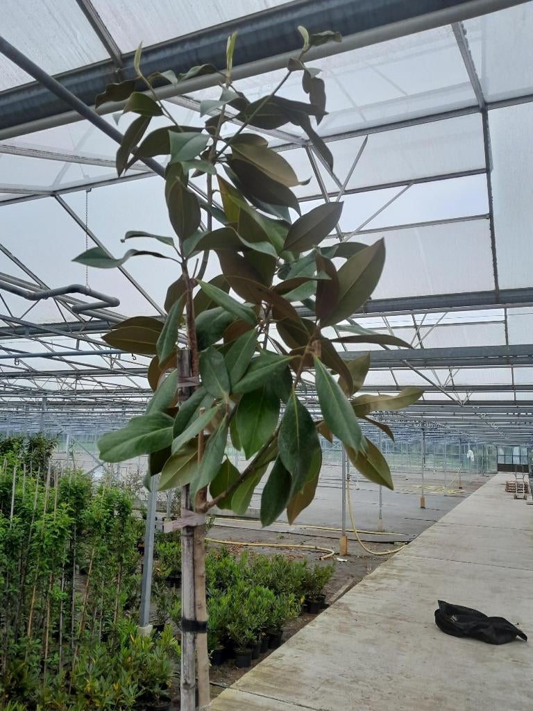 Te koop magnolia grandiflora, Ophalen, Lente, Volle zon, Overige soorten