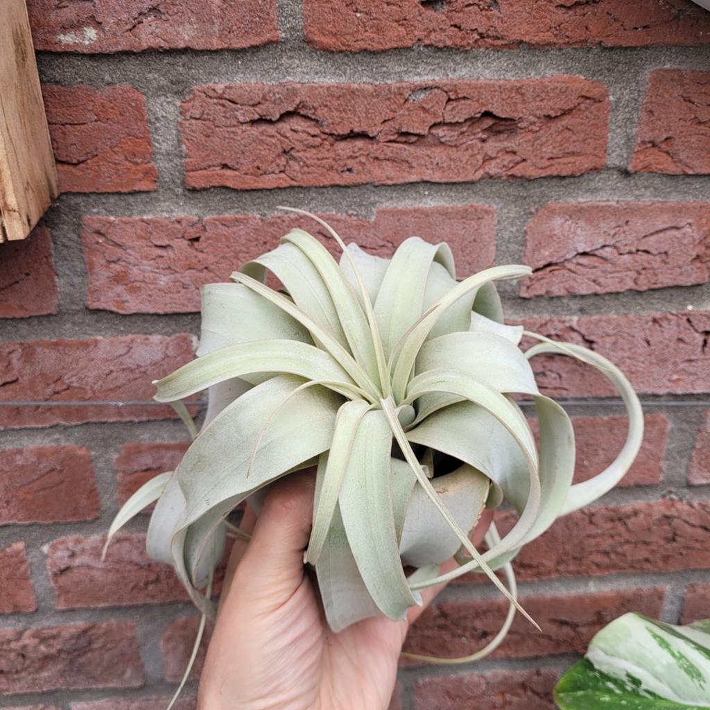 Tillandsia xerographica, Huis en Inrichting, Kamerplanten, Ophalen of Verzenden, Halfschaduw, Minder dan 100 cm