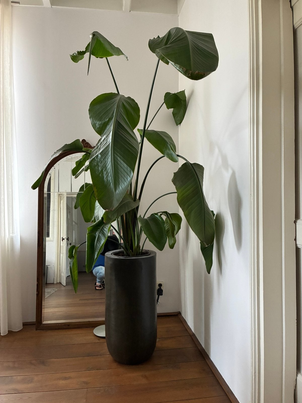 Grote Strelitzia Nicolai, Ophalen, 100 tot 150 cm, Overige soorten, Volle zon
