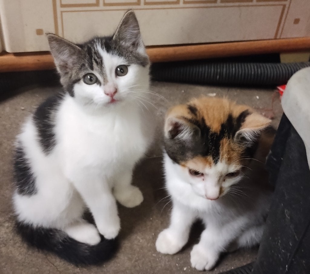 Mooie, gezonde en ingeënte kittens mogen het nest verlaten, Meerdere dieren, Langharig, 0 tot 2 jaar