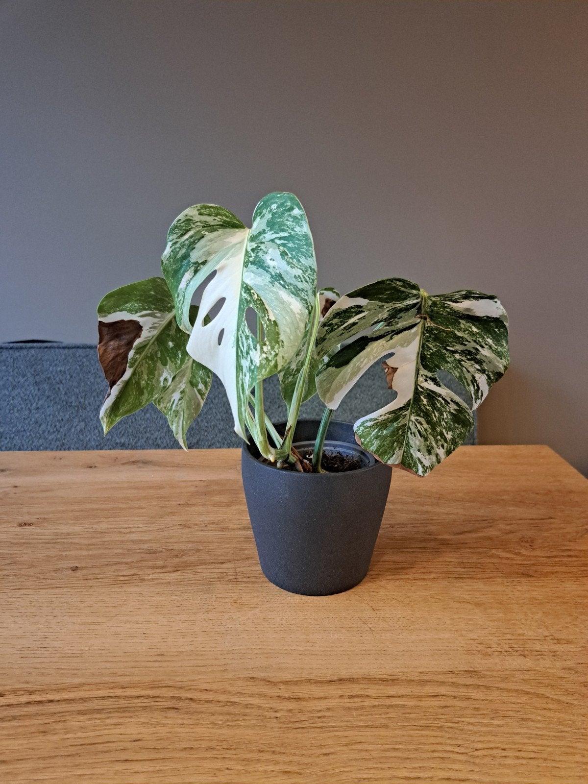 Monstera Variegata plant (exclusief buitenpot), Tuin en Terras, Vaste plant, Bloeit niet, Halfschaduw, Ophalen