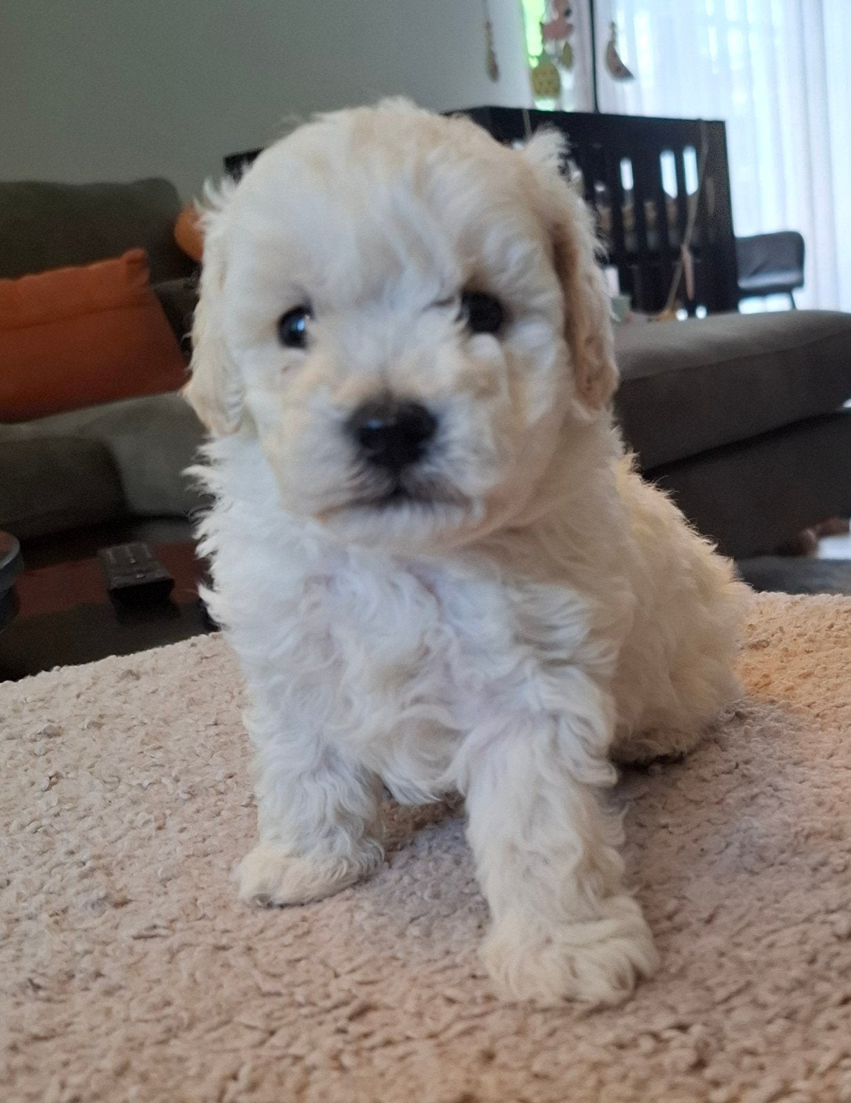 Prachtige super kleine Maltipoo/Toy pups met garantie!, Overige rassen, 8 tot 15 weken, Parvo, Meerdere