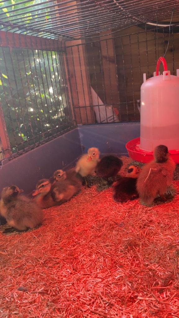 Baby Loopeendjes, Geslacht onbekend, Eend