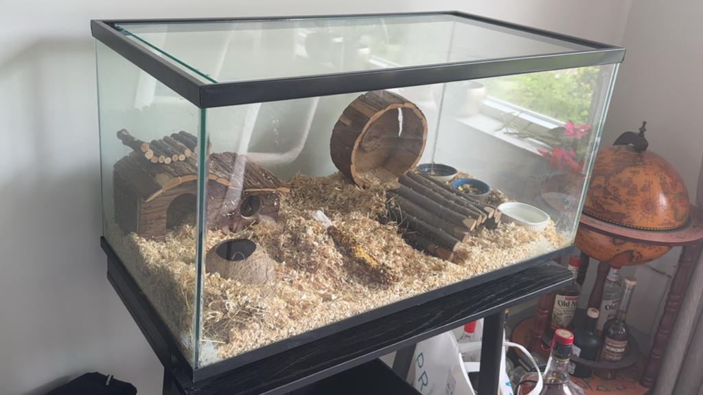 Hamsterkooi glas met meerdere accessoires, Kooi, Zo goed als nieuw, 75 tot 110 cm, Ophalen