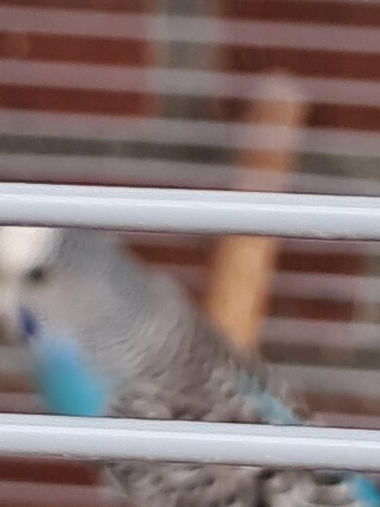 Grasparkieten  blauw, Dieren en Toebehoren, Vogels | Kanaries, Meerdere dieren, Kleurkanarie