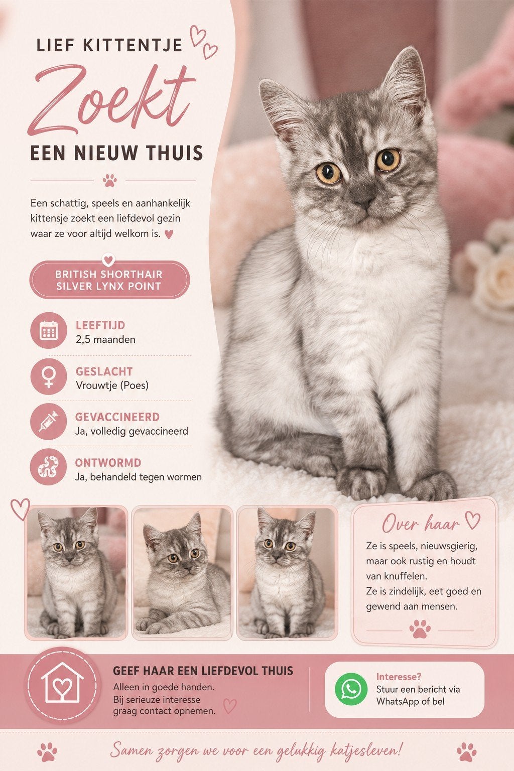 British Shorthair Silver