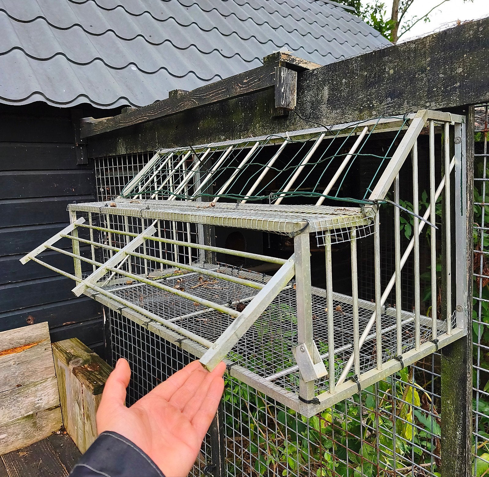 TE KOOP, Dieren en Toebehoren, Vogels | Duiven, Mannelijk, Postduif