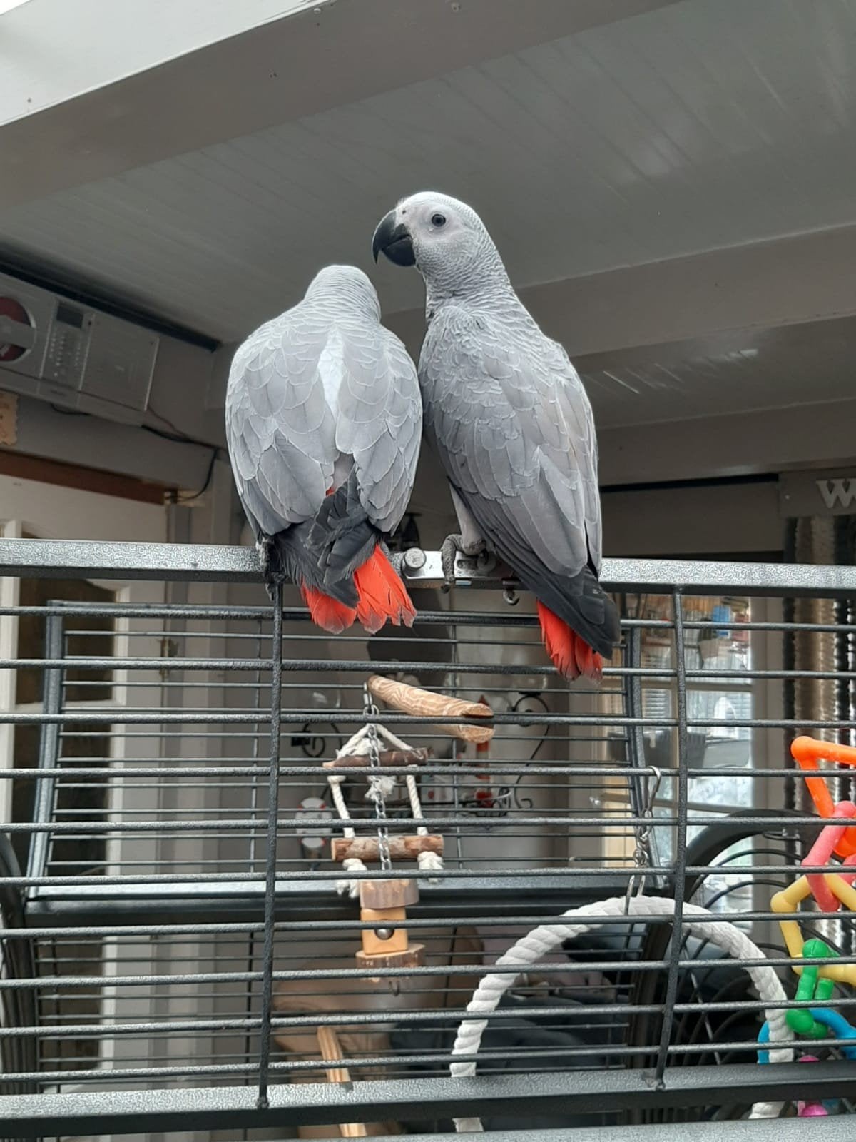 jonge tamme baby grijze Roodstaart papegaai, Papegaai, Geringd