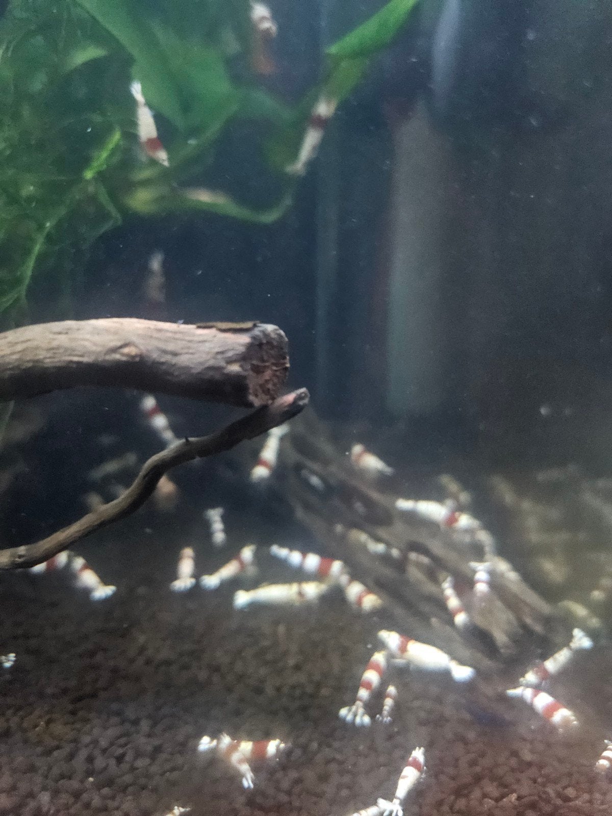 Crystal Red garnalen, Dieren en Toebehoren, Kreeft, Krab of Garnaal