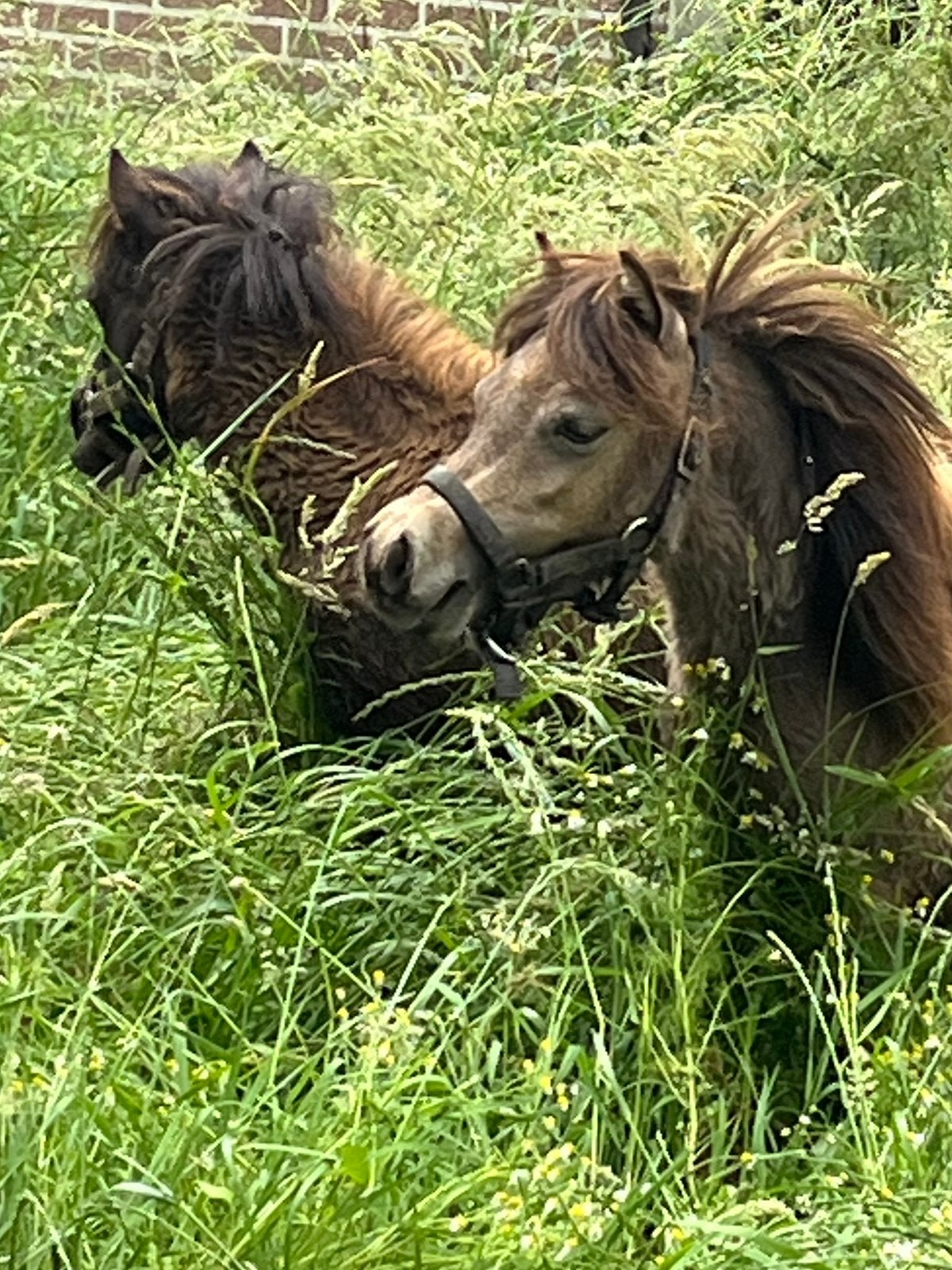Minipaardjes (amha-bmp-nmprs), Merrie, Ontwormd